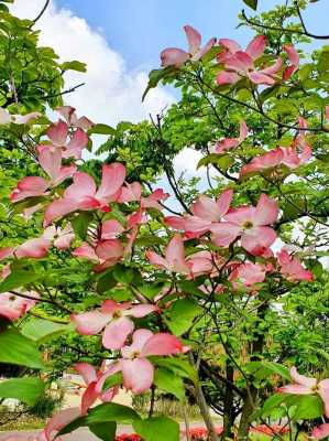 四照花（四照花图片）