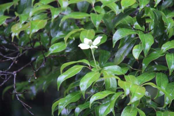 四照花（四照花图片）