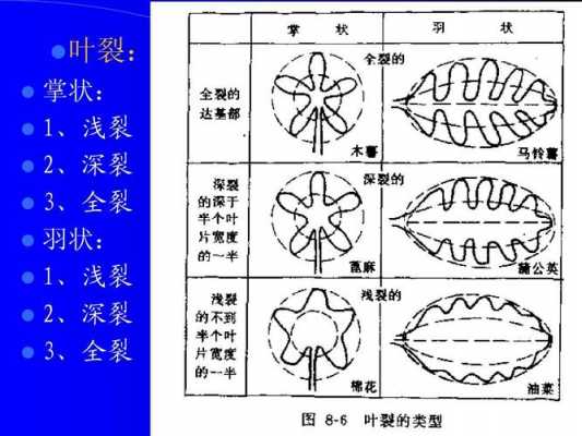 叶裂（叶裂名词解释）