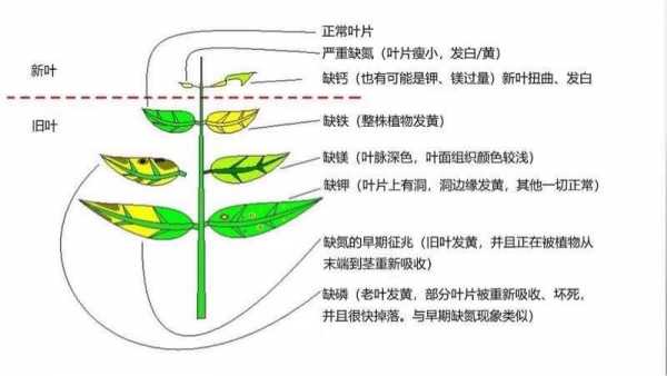 叶裂（叶裂名词解释）