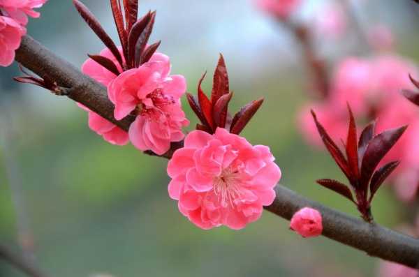 桃梅（桃梅花图片）