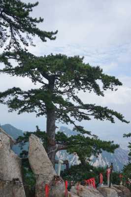 华山松（华山松树图片）