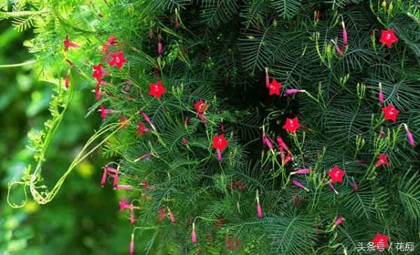 茑萝花（茑萝花语）