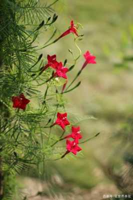 茑萝花（茑萝花语）