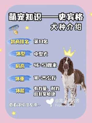 史丁格（史丁格犬简介）