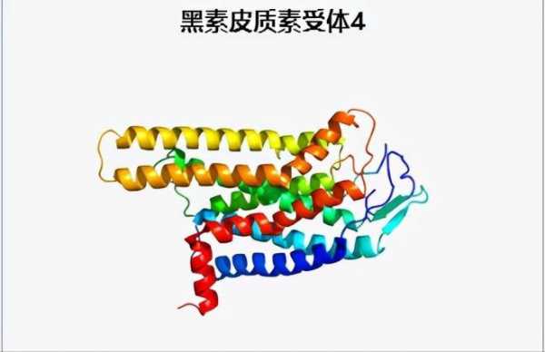 mc4（mc4r基因是什么）