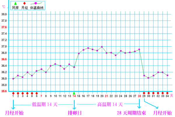 基础体温曲线图（基础体温曲线图怎么看排卵）