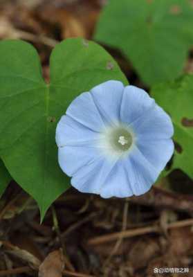 牵牛花什么颜色（丁香花什么颜色）