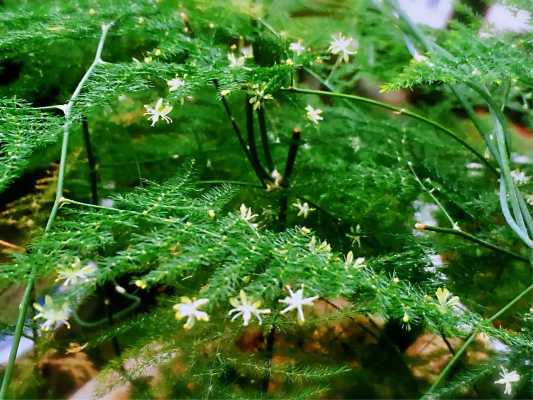 文竹会开花吗（文竹会开花吗?开花什么预兆）