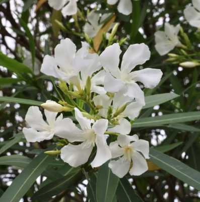 夹竹桃花期（夹竹桃花期多久）