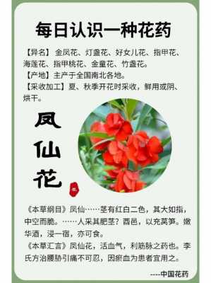 凤仙花的花语（苏丹凤仙花的花语）