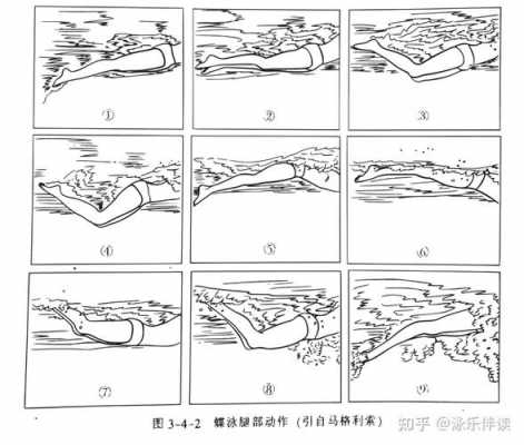 蝶泳（蝶泳入门基本动作教学）