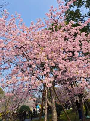 日本早樱（日本早樱什么时候开花）