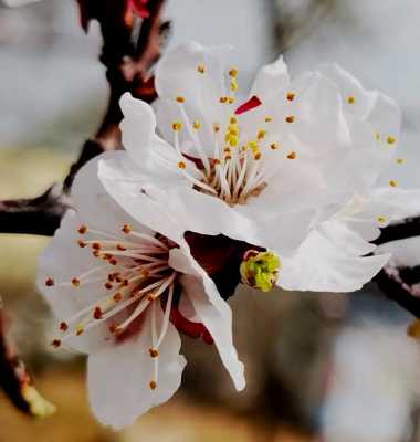 杏花的寓意和象征（杏花的寓意和象征三年级）