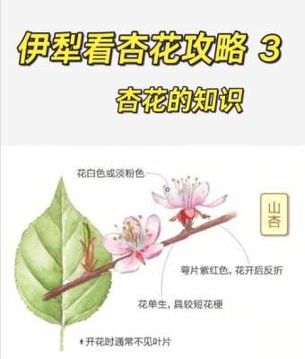 杏花的寓意和象征（杏花的寓意和象征三年级）