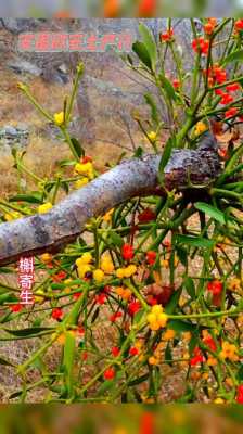 槲寄生花语（槲寄生花语,重庆）