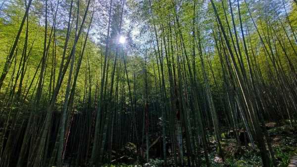 竹涛（竹涛 中国矿业大学）