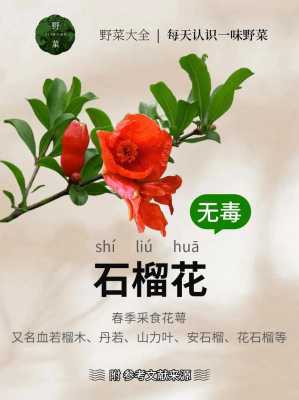 石榴花花语（石榴花花语文案）