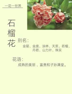 石榴花花语（石榴花花语文案）