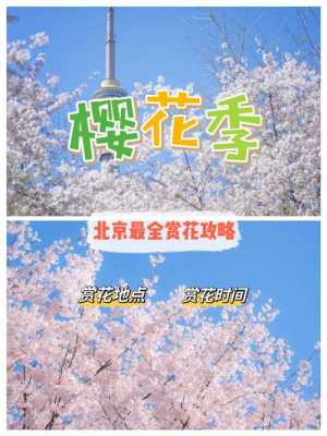 北京樱花（北京樱花园房价）