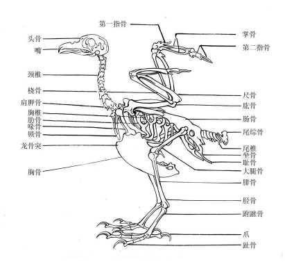 鹰架（鹰架教学是指什么）